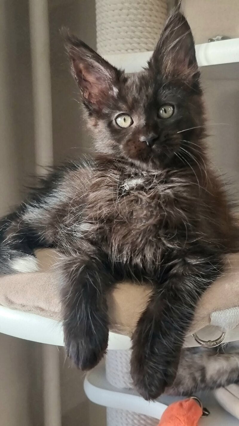 Debora Maine Coon female black with white - live animals