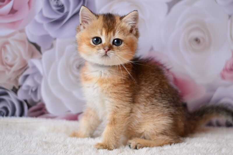 Fibi British Shorthair female, black golden ticked tabby