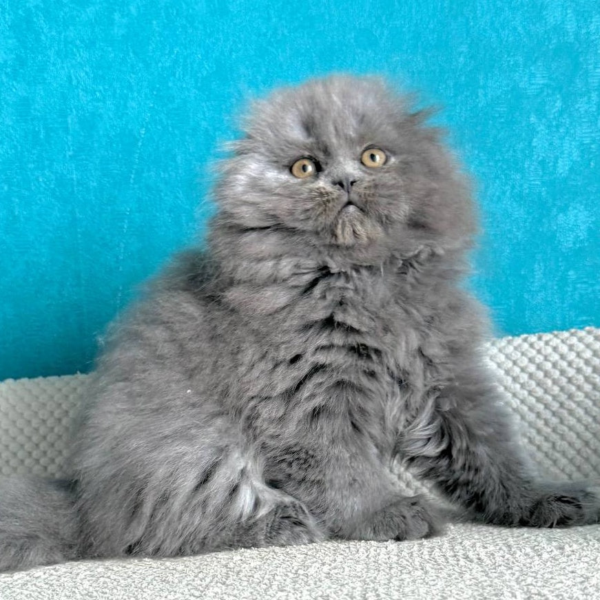 Kasper Scottish Fold male, blue