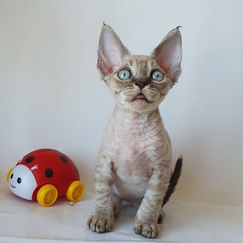 Marik Devon Rex male black tabby pointed - live animals