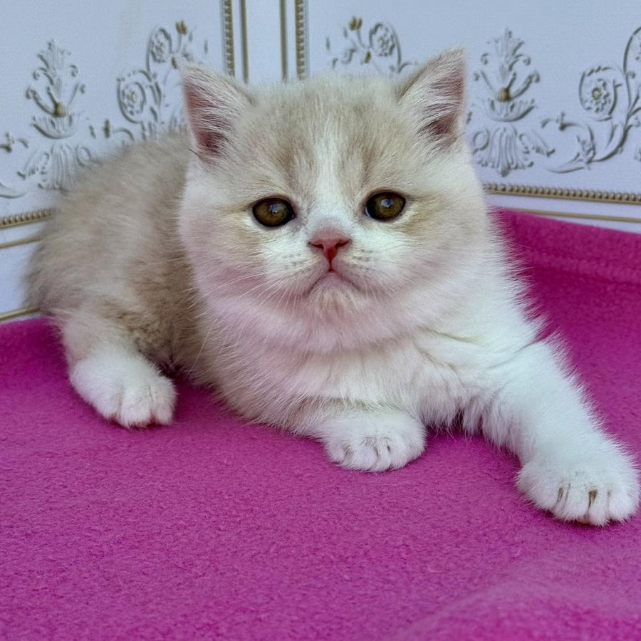 Vinny Scottish Straight male, cream bicolour