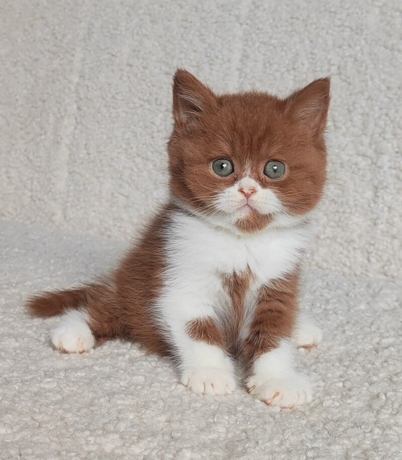 West British Shorthair male cinnamon bicolour - live animals