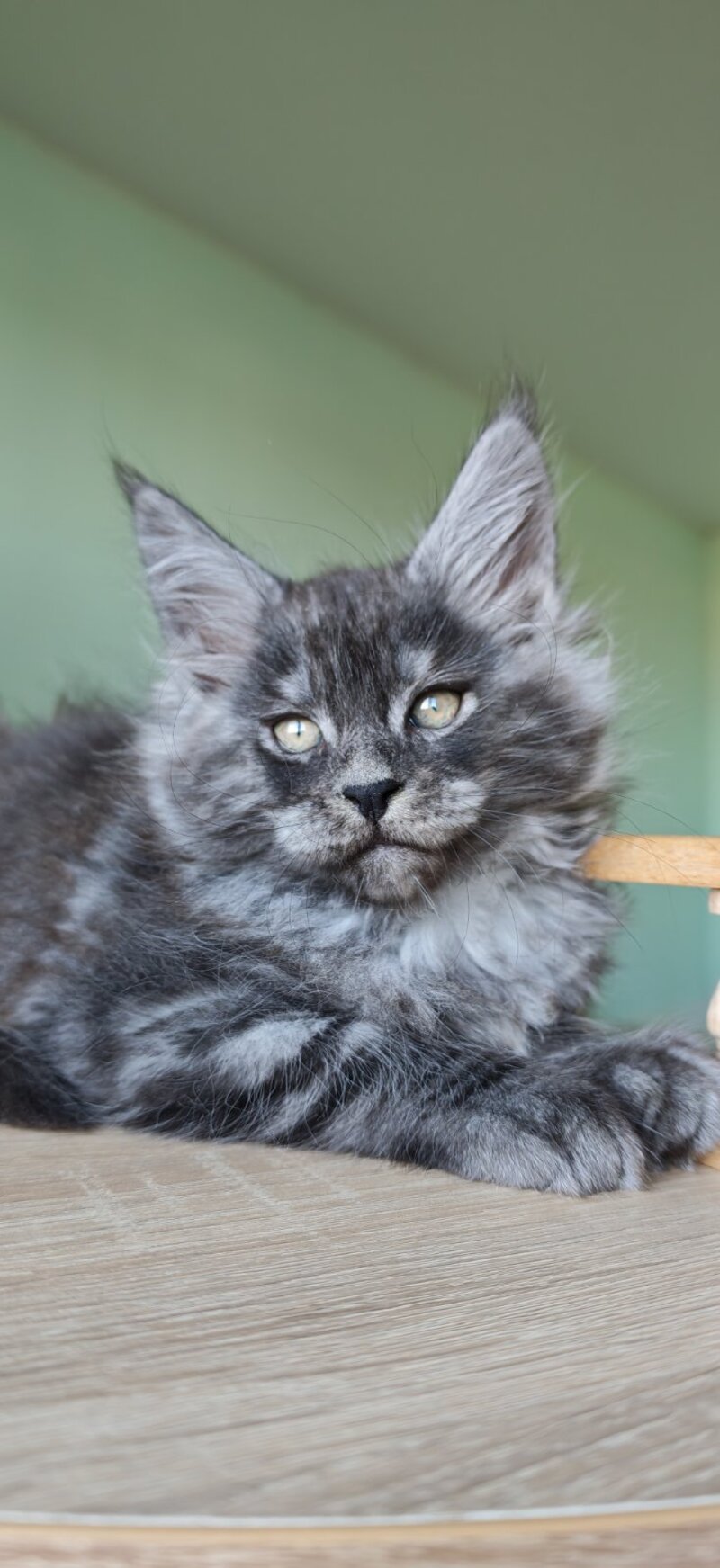Grey Maine Coon male, black