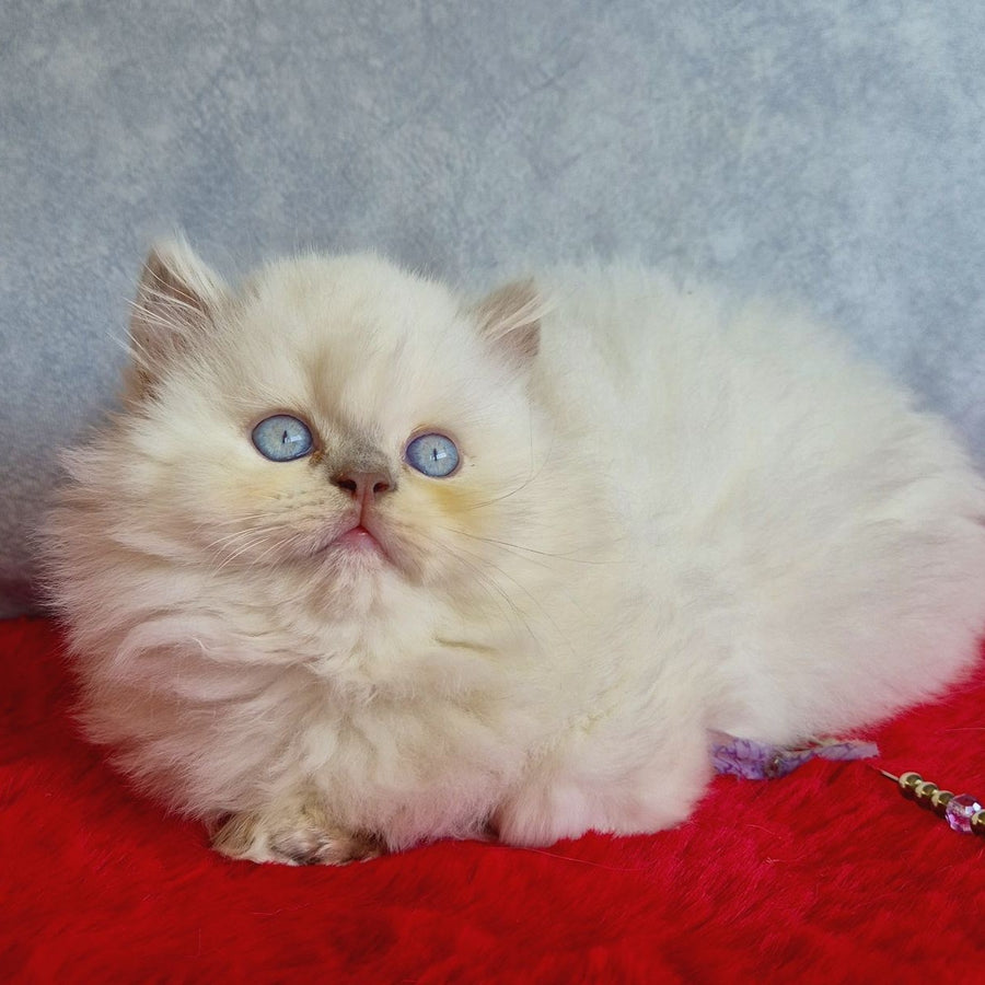 Djoker British Longhair male, blue golden shaded pointed