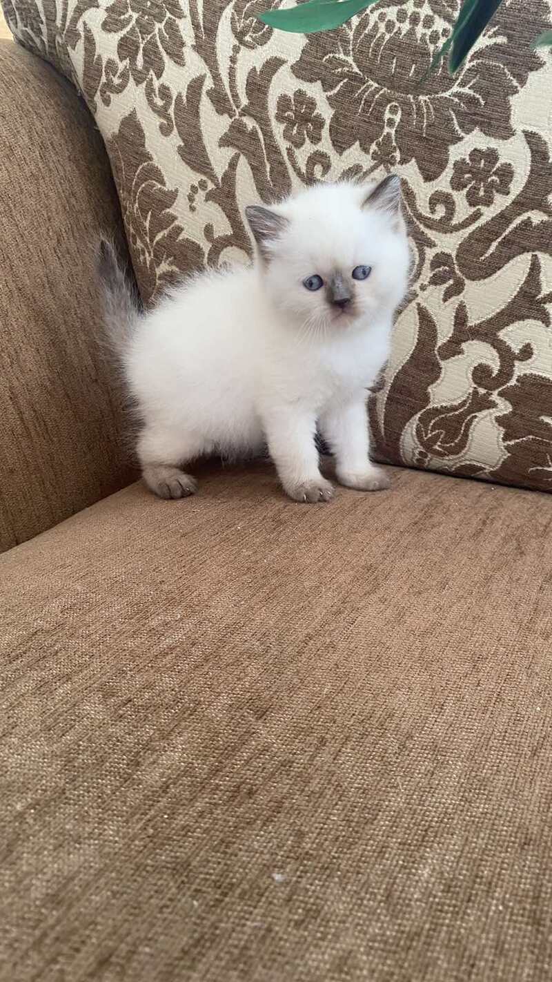 Zaya British Shorthair female chocolate pointed - live animals