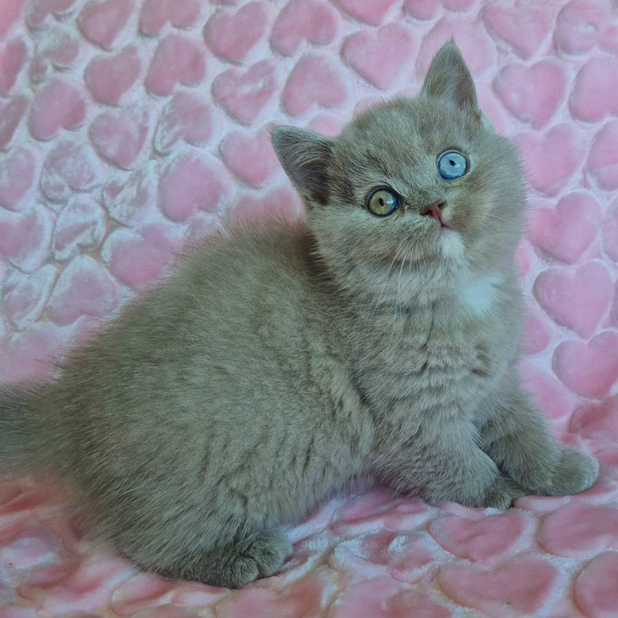 Jessica British Shorthair female, lilac with white