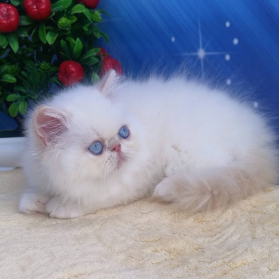 Saffi Persian female, cream pointed