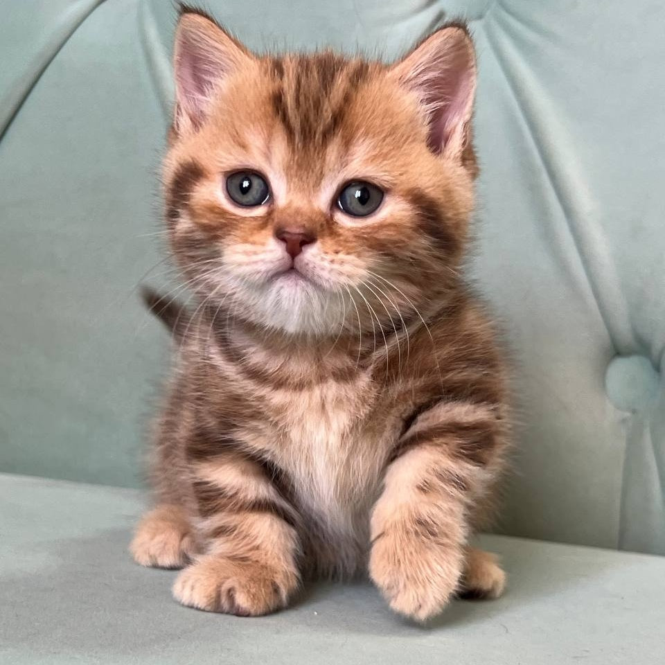 Luntik Munchkin male, chocolate tabby
