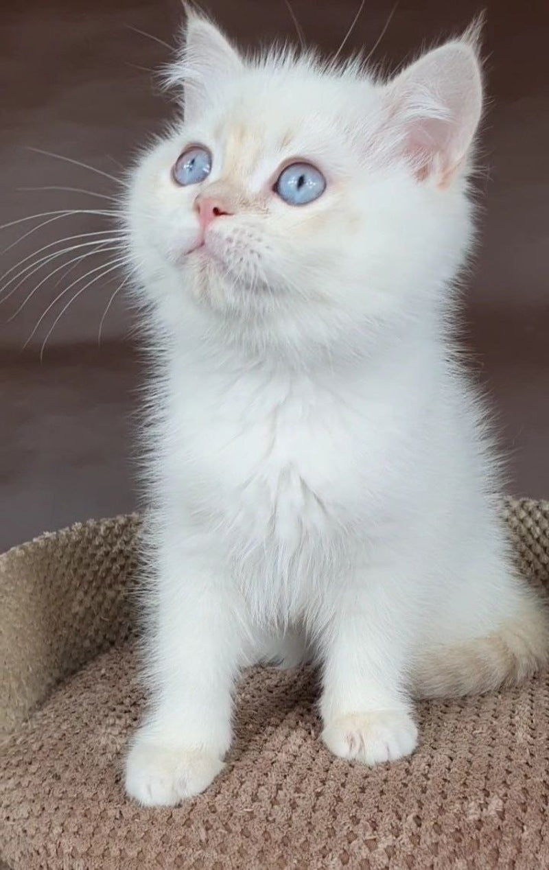 Xander British Shorthair male lilac golden chinchilla pointed - live animals