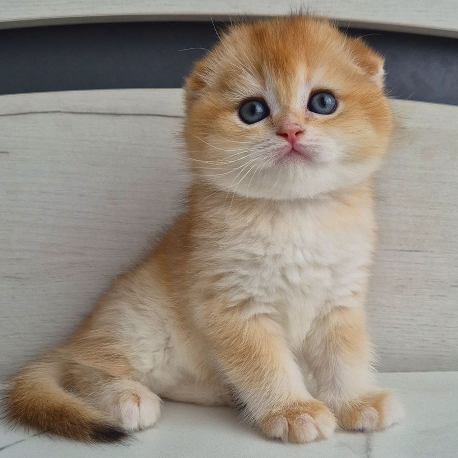 Billy Scottish Fold male, black golden chinchilla