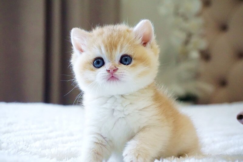 Den British Shorthair male, black golden chinchilla