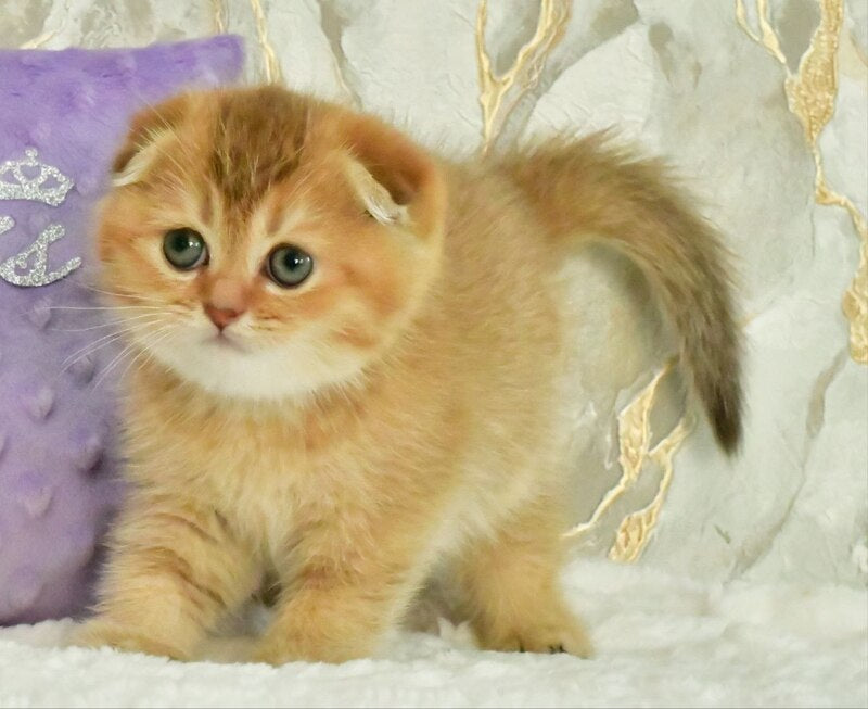 Josie Scottish Fold female, chocolate golden shaded