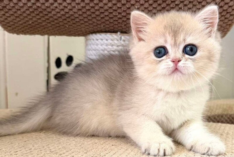 Caramelka British Shorthair female, blue golden shaded