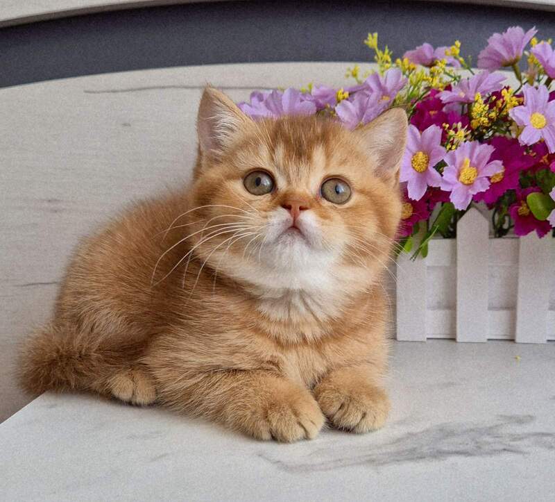 Marta British Shorthair female chocolate golden shaded - live animals