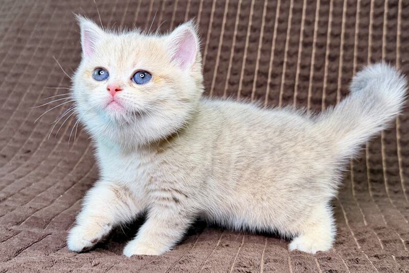 Marsi Munchkin female, blue golden tabby