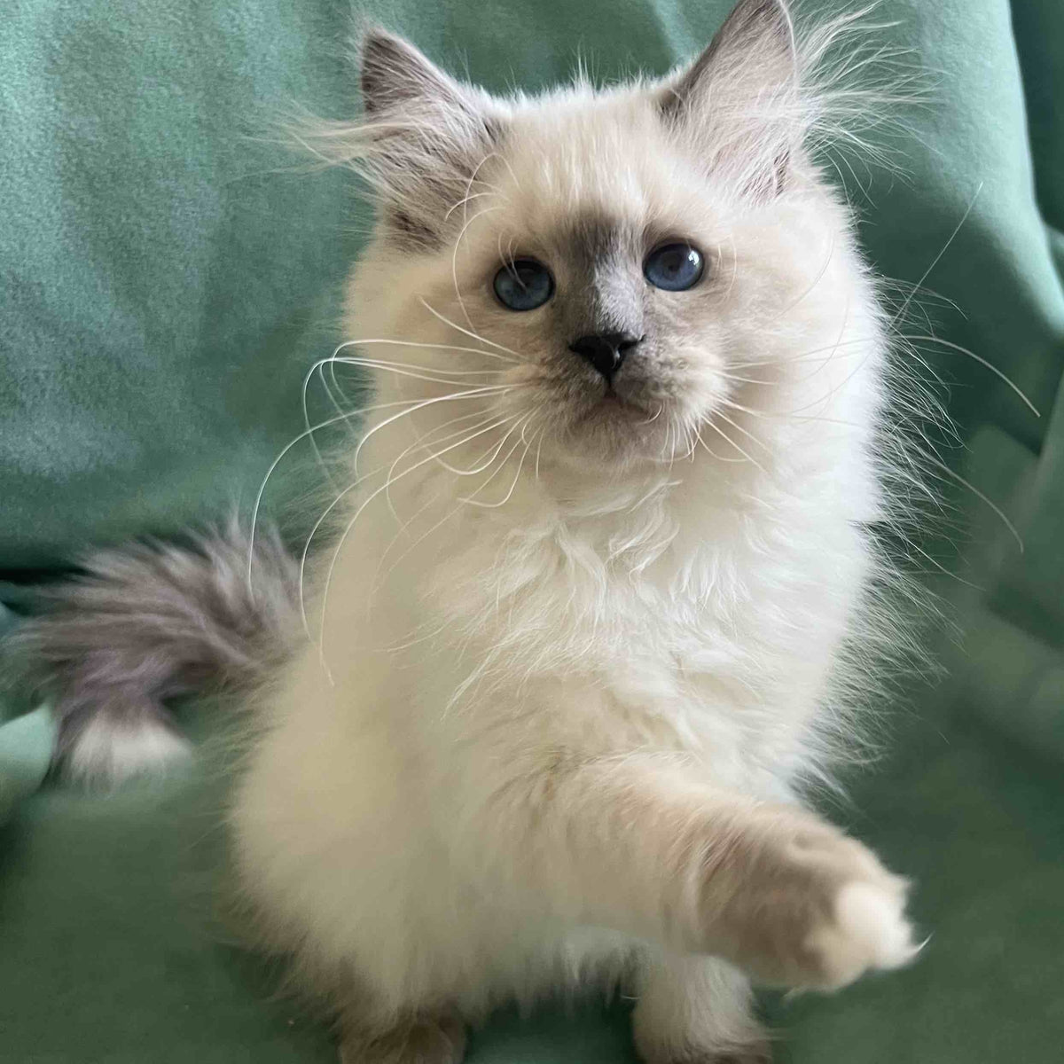 Sissy Siberian female, blue pointed with white