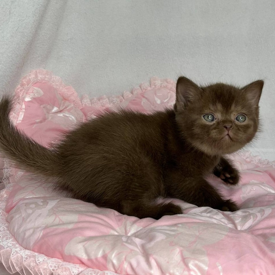 Buffy British Shorthair female, chocolate