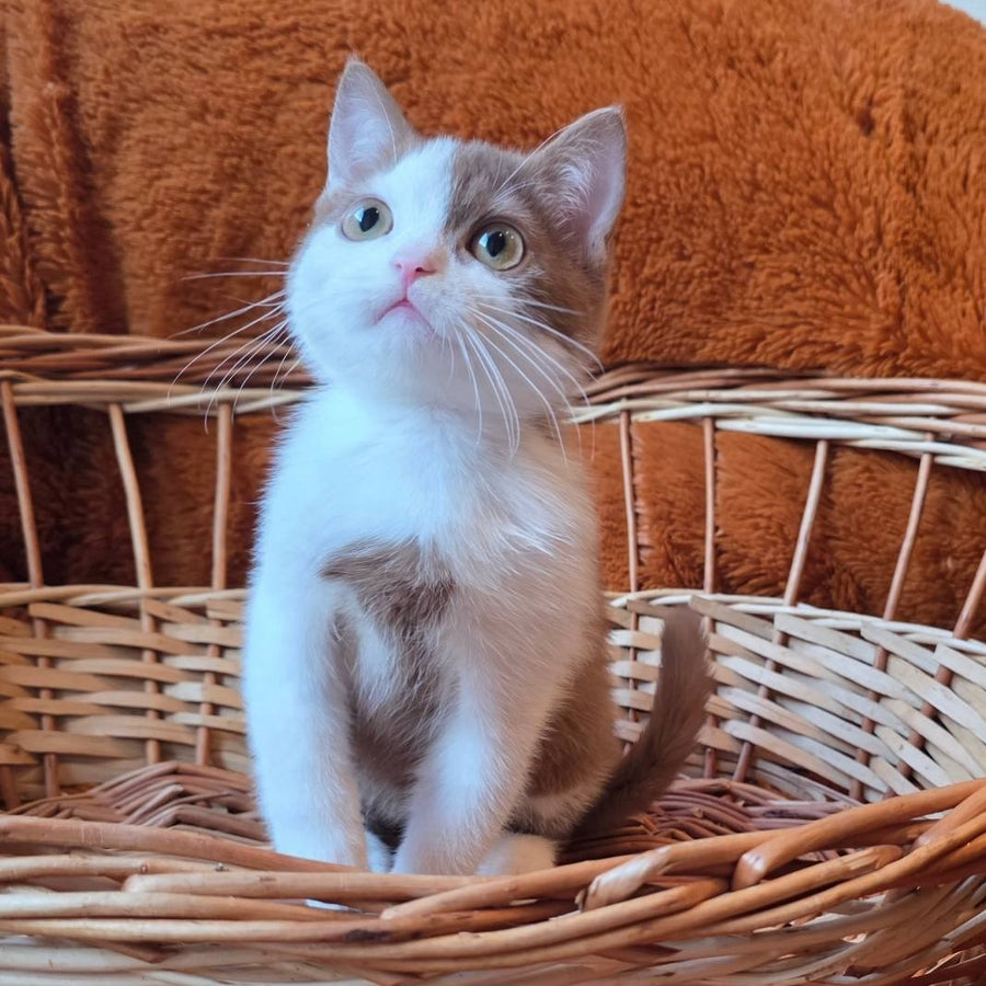 Beiley British Shorthair male, cinnamon bicolour