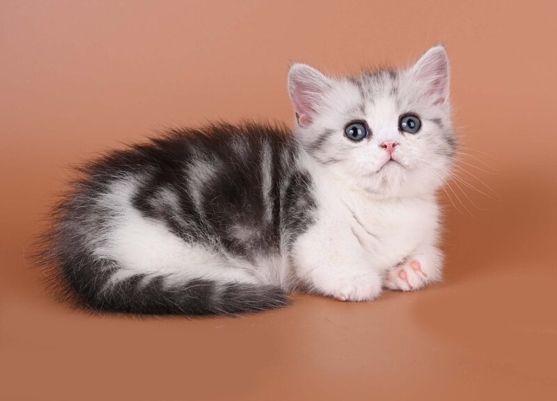 Ilene Munchkin female, black silver tabby bicolour