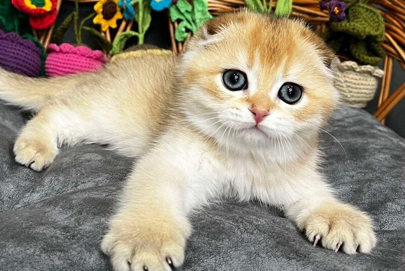 Kitti Scottish Fold female, black golden chinchilla