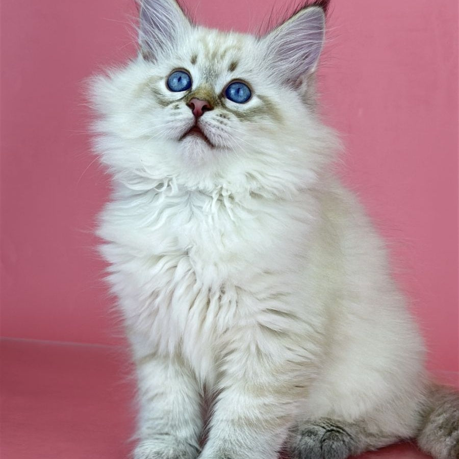 Bastian Siberian male, seal tabby pointed