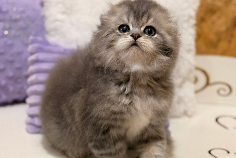 Forbes Scottish Fold male, blue tabby