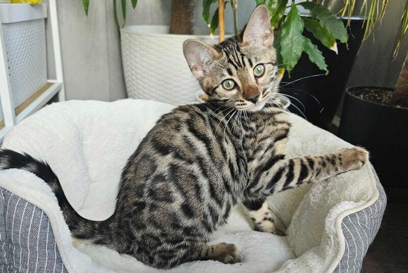 Kent Bengal male, black spotted tabby