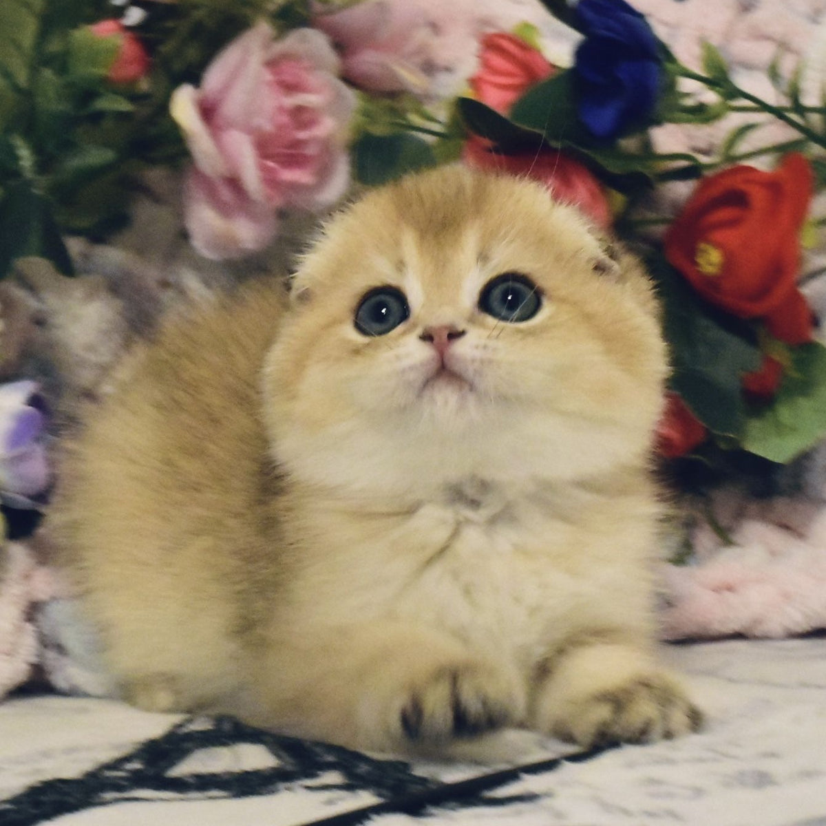 Barni Scottish Fold male, black golden shaded
