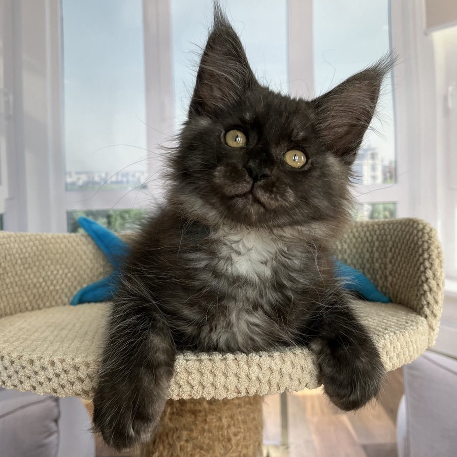 Ralph Maine Coon male, black silver