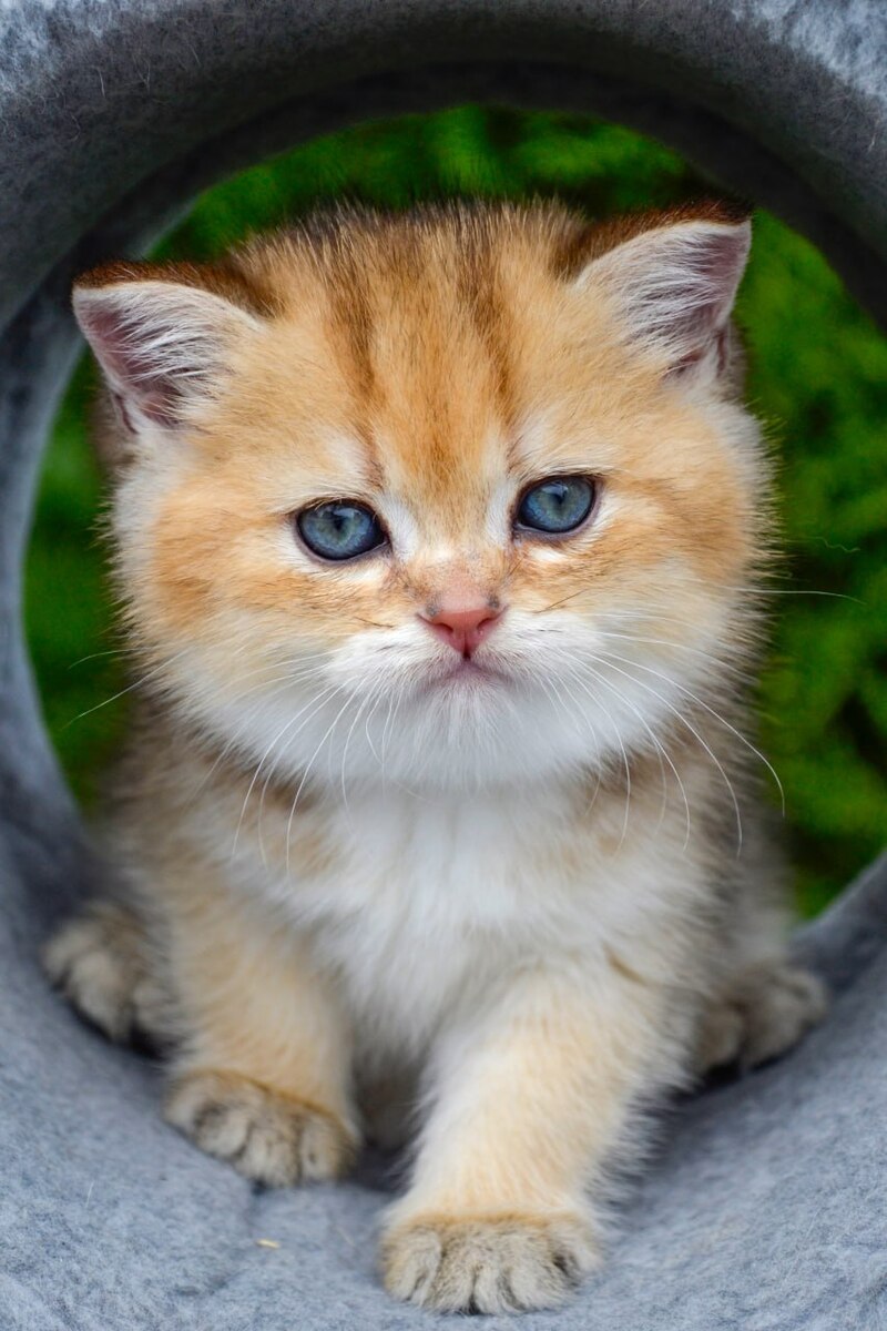 Don Scottish Straight male black golden ticked tabby - live animals
