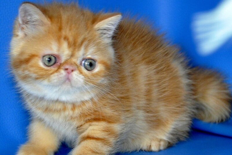 Fanta Exotic female, red tabby