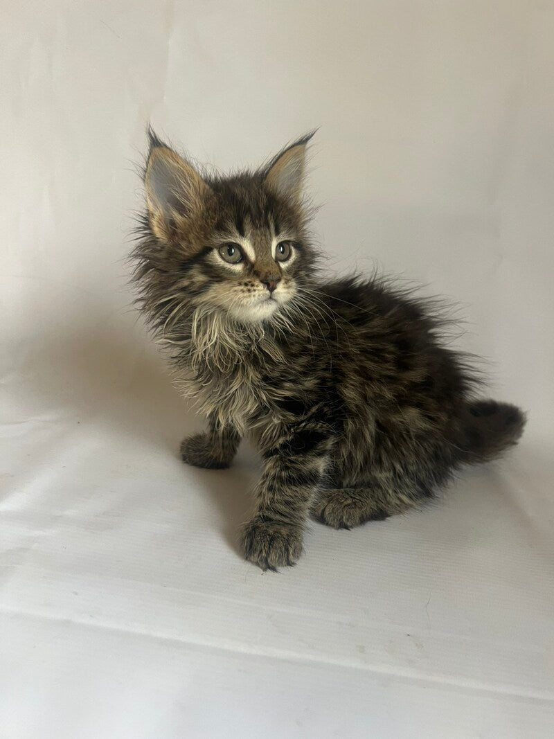 Flora Maine Coon female black tabby - live animals