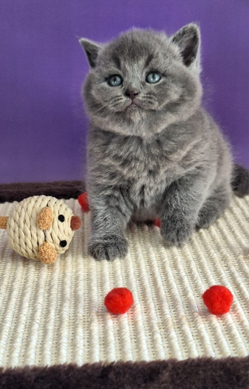 Janeta British Shorthair female blue - live animals