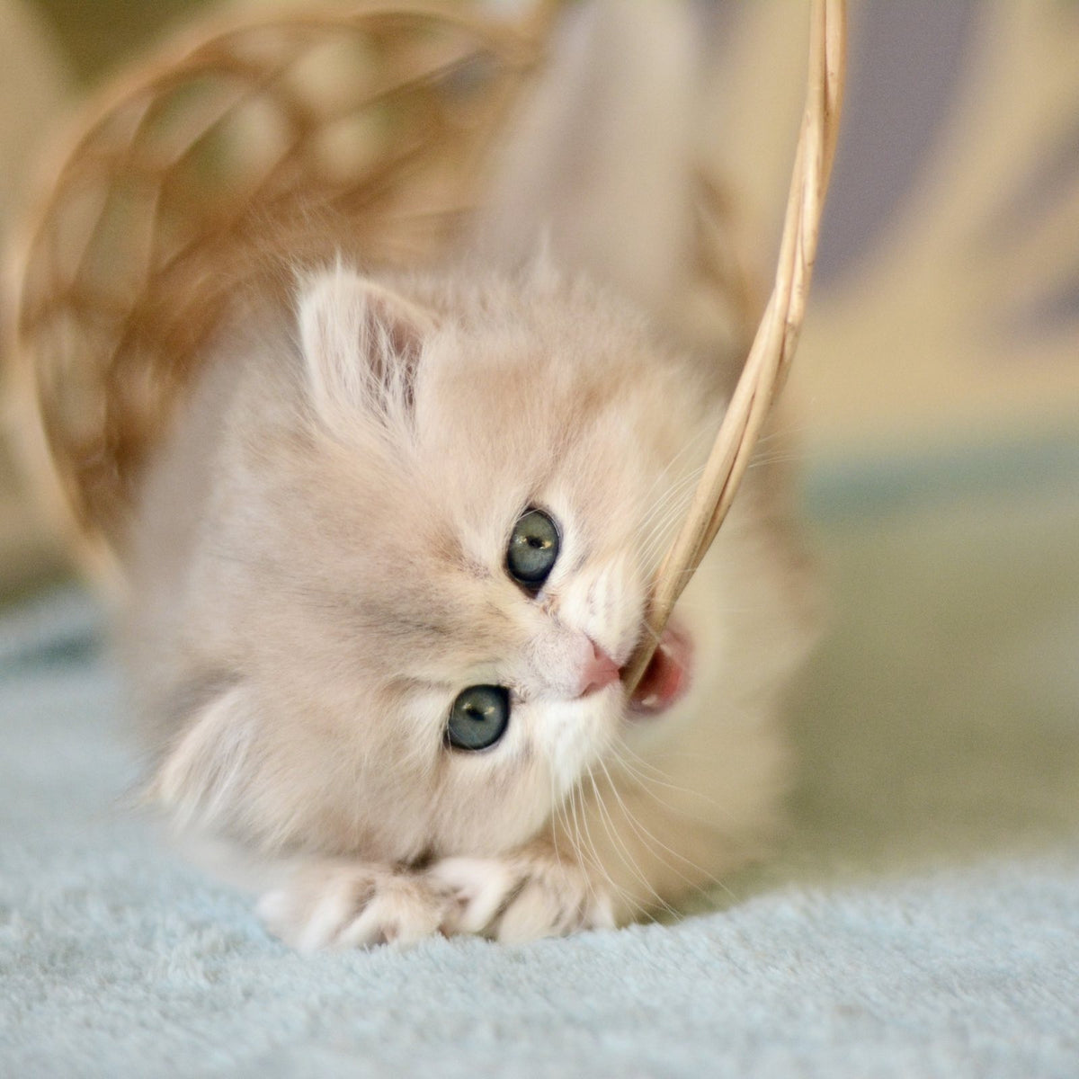 April British Longhair female, blue golden chinchilla