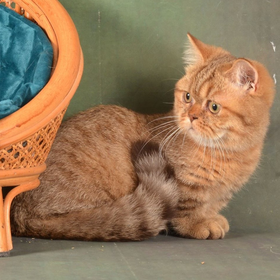 Holly Munchkin female, chocolate ticked tabby