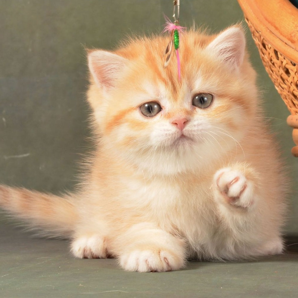 Ponochka British Shorthair female, cinnamon golden chinchilla