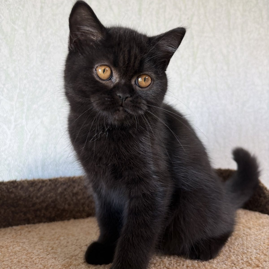 Afina Scottish Straight female, black