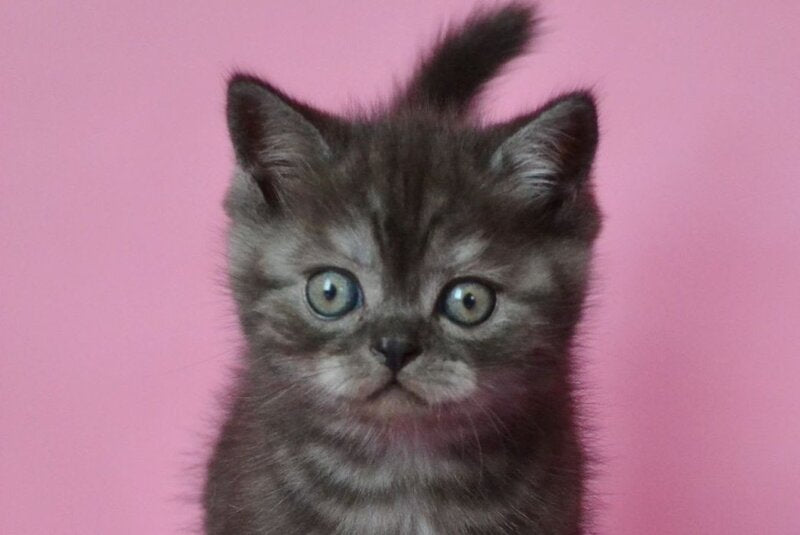 Marvel Scottish Straight male, black silver