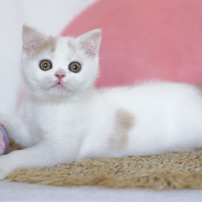 Quill Scottish Straight male, cream tabby harlequin