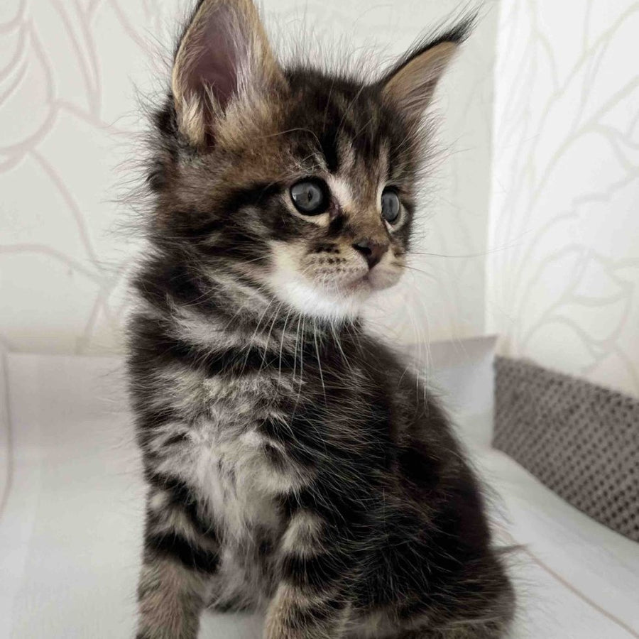 Irbus Maine Coon male, black tabby