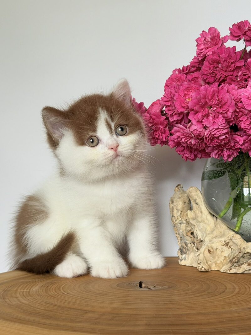 Ferris British Shorthair male, cinnamon harlequin