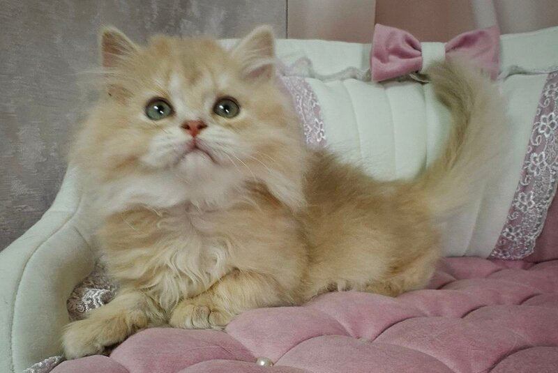 Viking British Longhair male, lilac golden chinchilla