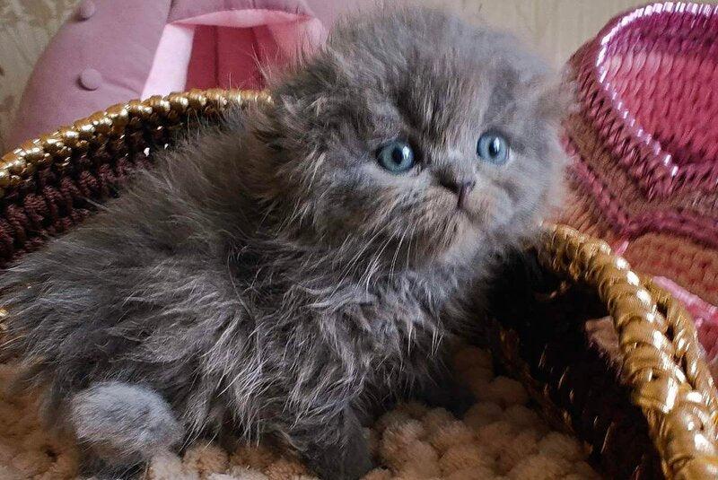 Umik Scottish Fold male, blue