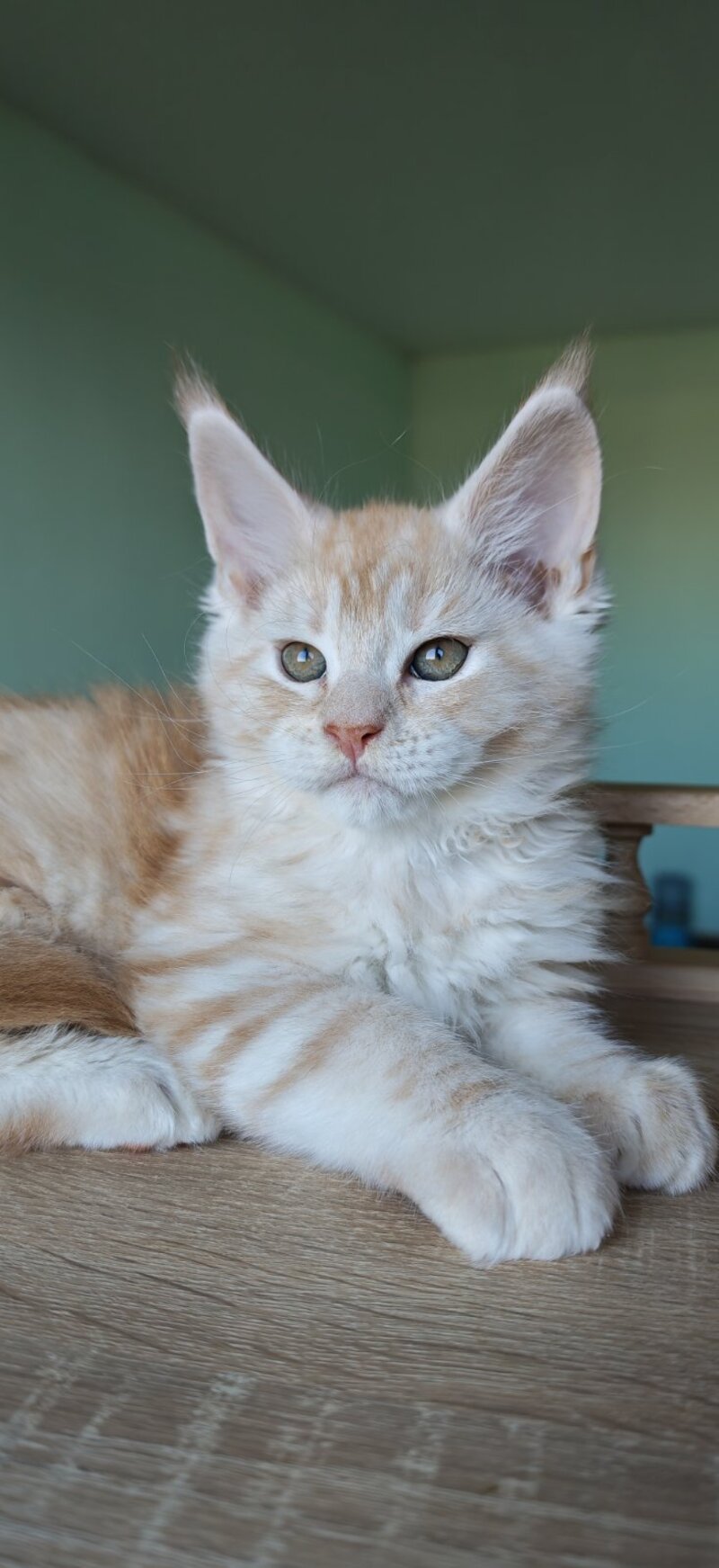 Govard Maine Coon male, red silver tabby
