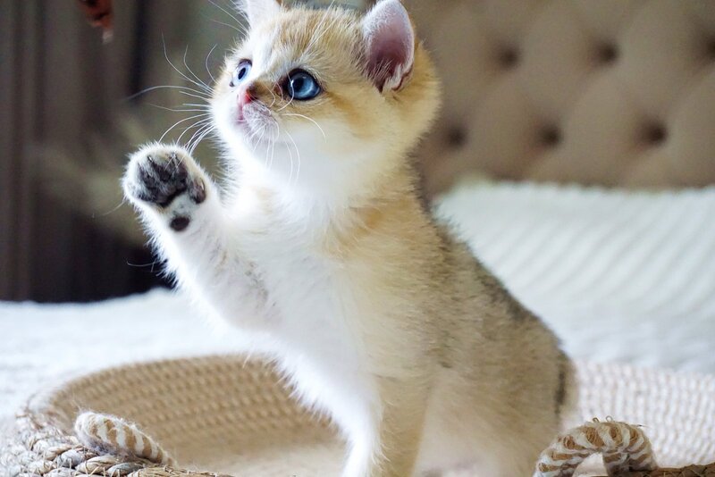 Gabi British Shorthair female, black golden shaded with white