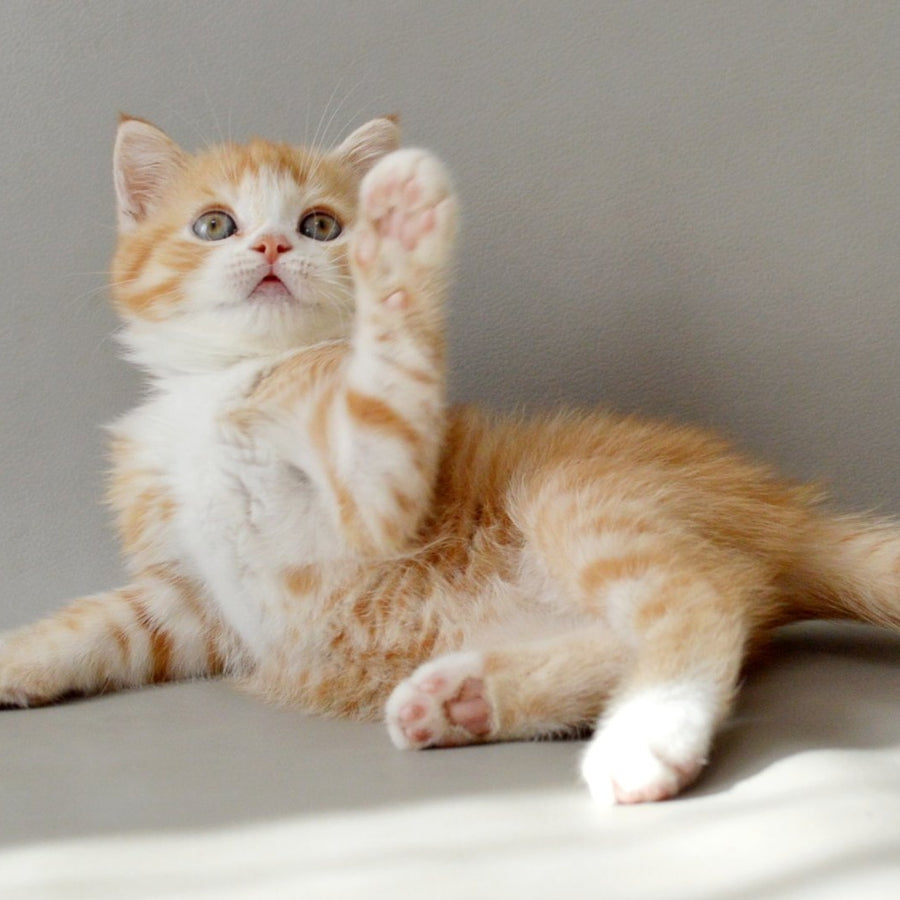 Wilma Scottish Straight female, red spotted tabby bicolour