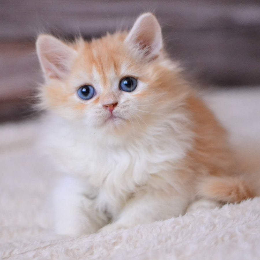 Ian British Longhair male, red ticked tabby bicolour