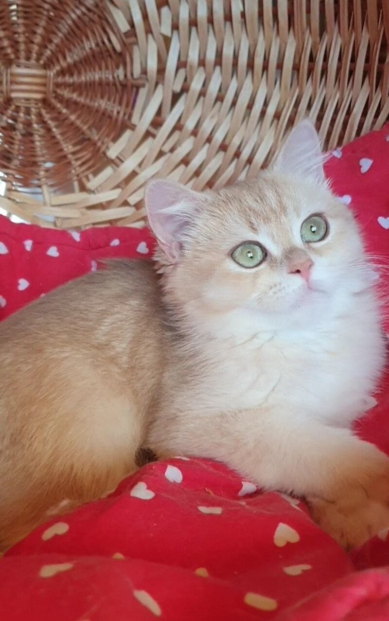 Xena British Shorthair female, lilac golden chinchilla
