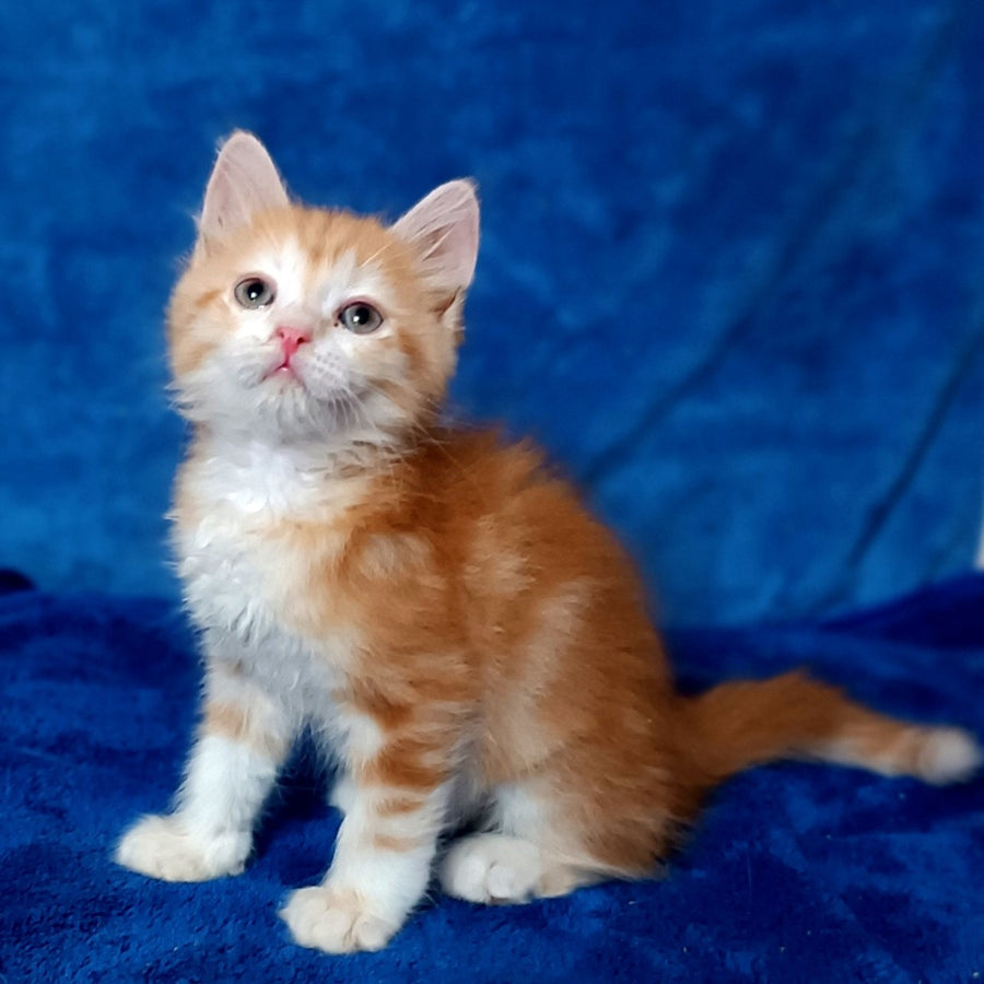 Elizabet Siberian female, red tabby with white