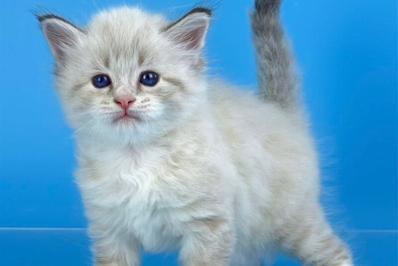 Winston Siberian male seal tabby pointed with white - live animals